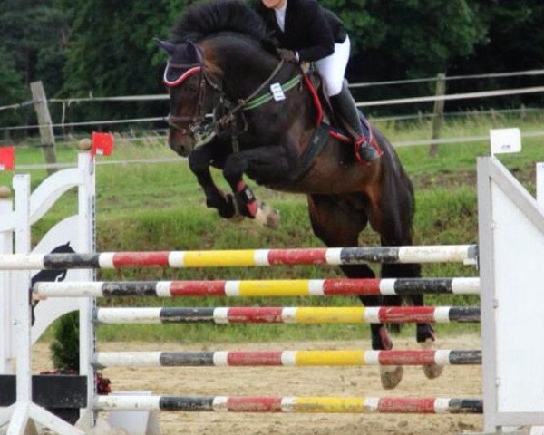 stallion Caretinus (Oldenburg, 2000, from Cambridge)
