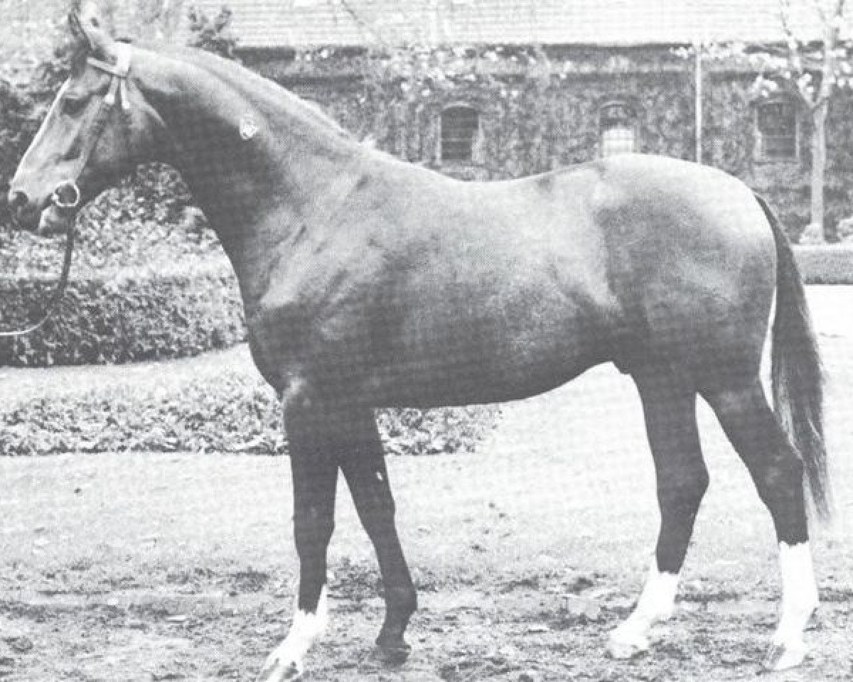 Stallone da monta Montreal I (Westfale, 1975, di Mohn xx)