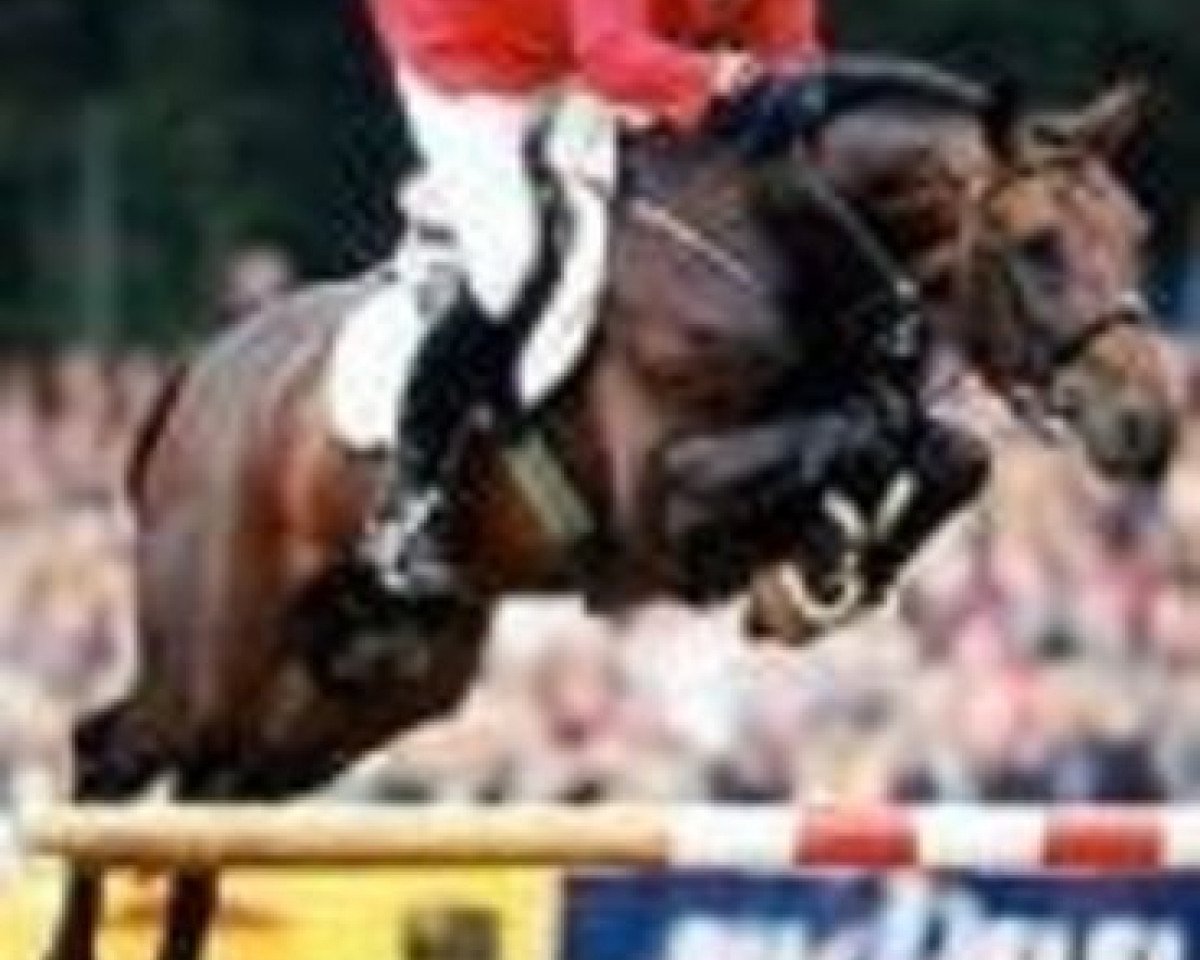 Deckhengst Landphoenix I (Oldenburger, 1994, von Landadel)