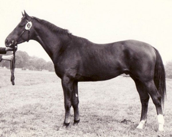 stallion Freier (Trakehner, 1970, from Neujahr Mo 1178)