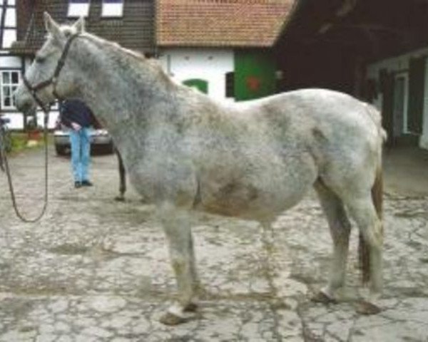 broodmare Paloma (Hanoverian, 1984, from Picard)