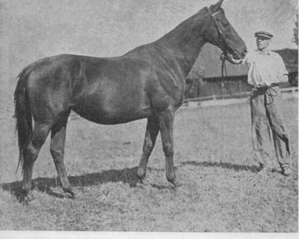 broodmare Liaison xx (Thoroughbred, 1934, from Simson xx)