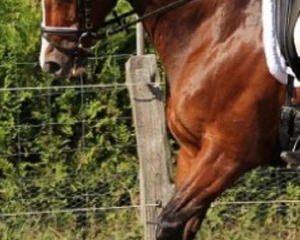 horse Hey Du 2 (Trakehner, 1996, from Atlas I) horse Hey Du 2 (Trakehner, 1996, from Atlas I)