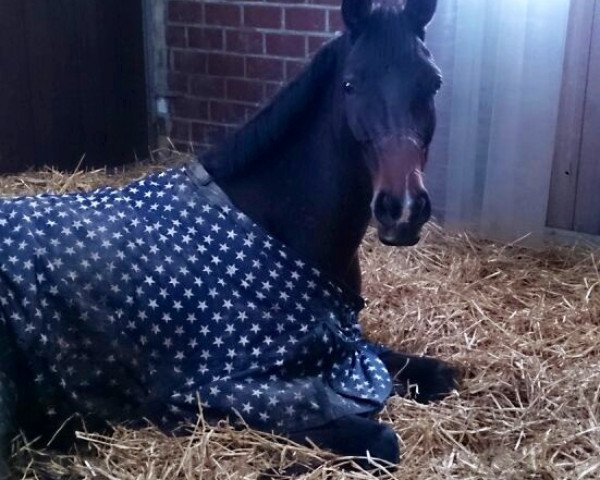 broodmare First Lady (Westphalian, 2009, from Fineliner 2)