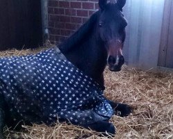 broodmare First Lady (Westphalian, 2009, from Fineliner 2)