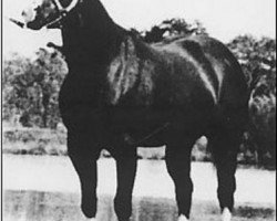 stallion Sonny Dee Bar (Quarter Horse, 1965, from Win Or Lose)