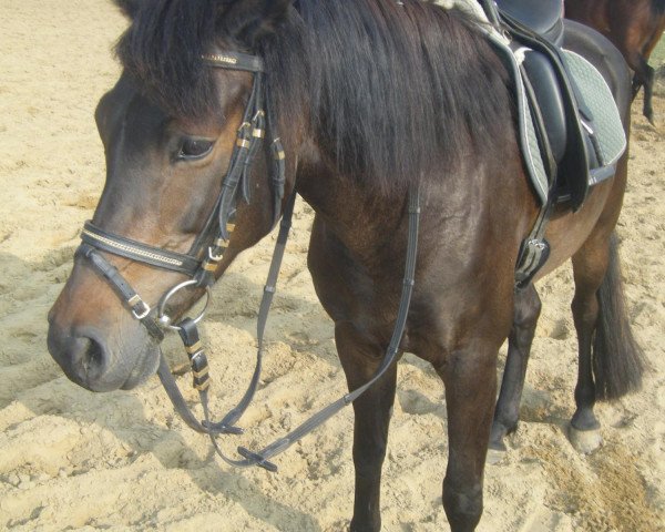 Pferd Valentino Boy (Deutsches Reitpony, 2005, von Vincent)