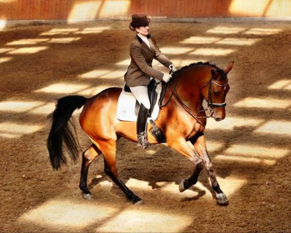 Dressurpferd Coolman 48 (Holsteiner, 2001, von Lancer II)