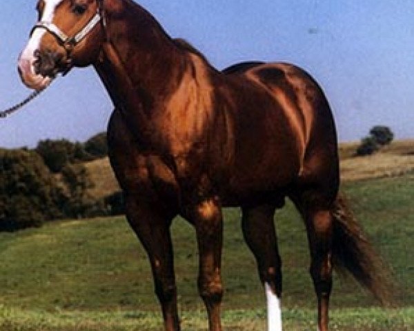 Deckhengst Scotch Bar Time (Quarter Horse, 1974, von Sonny Dee Bar) Deckhengst Scotch Bar Time (Quarter Horse, 1974, von Sonny Dee Bar)