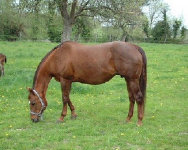 Zuchtstute Lotta Scotch For Me (Quarter Horse, 1996, von Lotta Zippo)