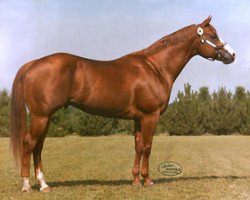 stallion The Big Investment (Quarter Horse, 1980, from The Invester)