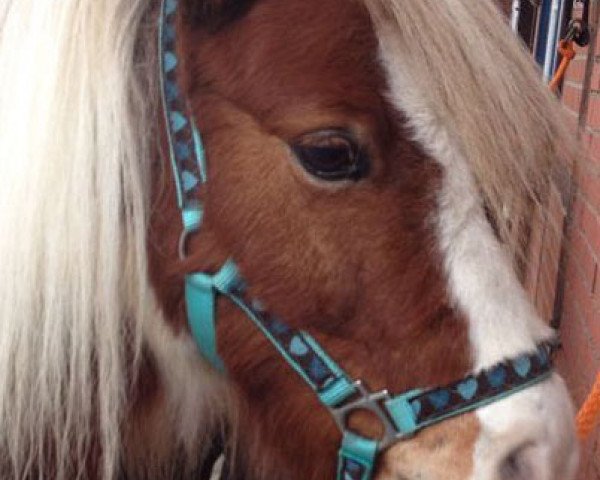 horse Pacco (Shetland Pony, 2006, from Putz)