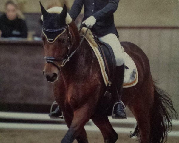 Dressurpferd Manitou 106 (Deutsches Reitpony, 1996, von Marduc)