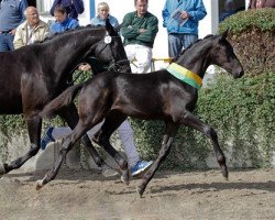 horse First Choice M (Zweibrücken, 2013, from Fürstenball)
