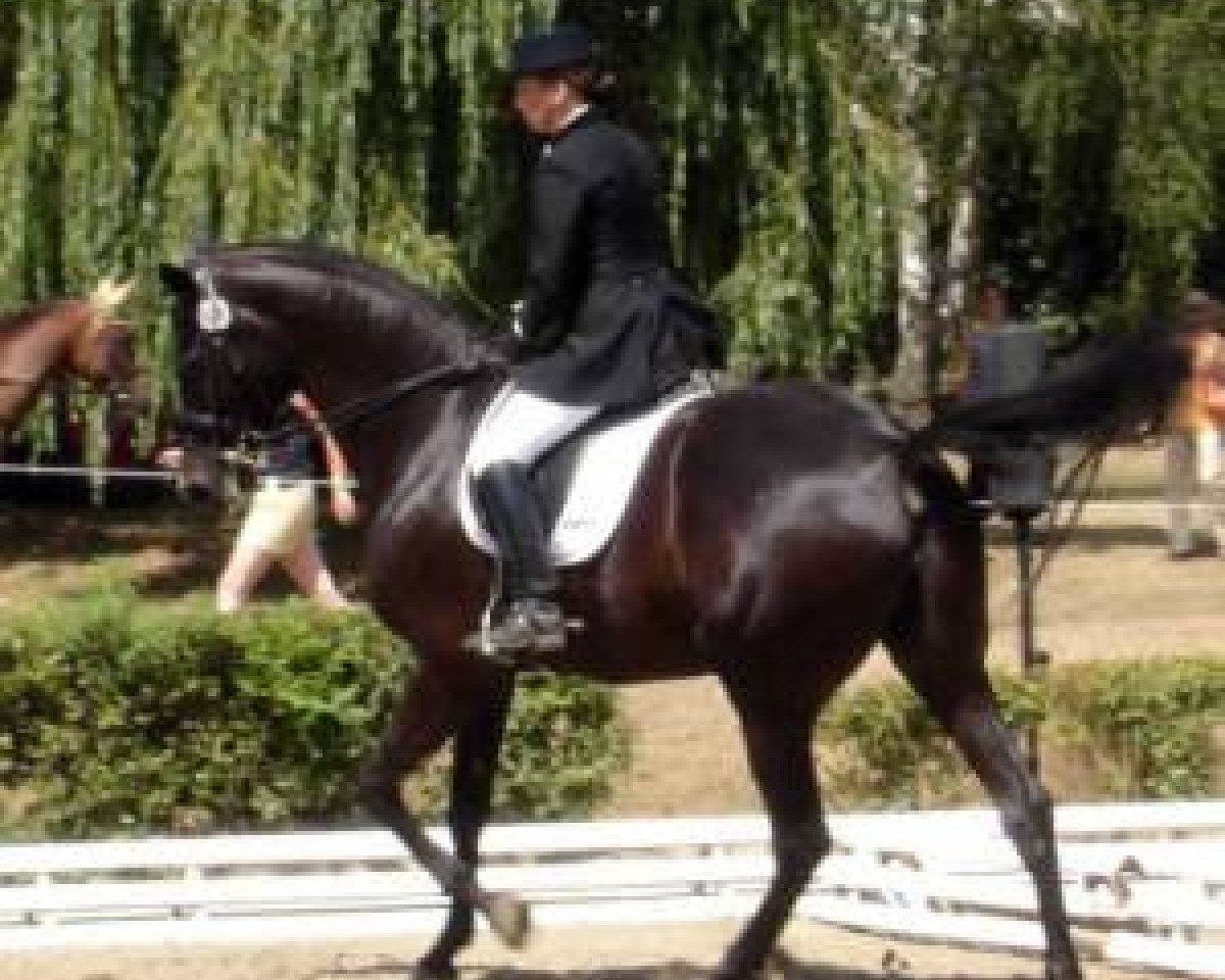 Pferd La Toya 30 (Trakehner, 1995, von Römer)