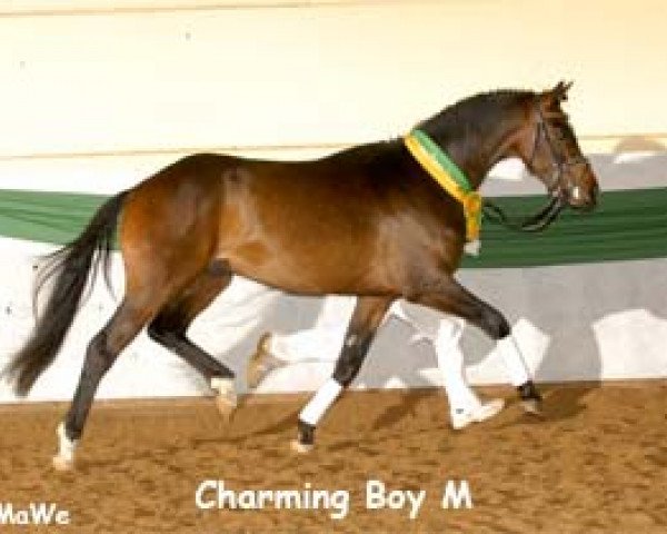 stallion Charming Boy M (German Riding Pony, 2005, from Charm of Nibelungen)