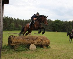 jumper Ex und Hopp 3 (Hanoverian, 2004, from Embassy I)