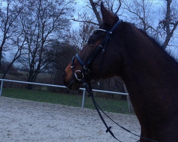 Pferd Rocco (Westfale, 1999, von Raphael)