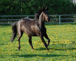 dressage horse Shalimar 94 (Westphalian, 2006, from Show Star)