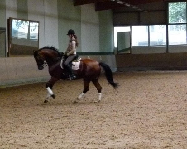 dressage horse Comme ci comme ca 4 (Oldenburg, 2000, from Clintino)