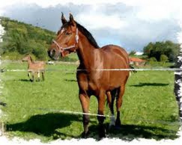 Dressurpferd Duke 223 (Rheinländer, 2000)