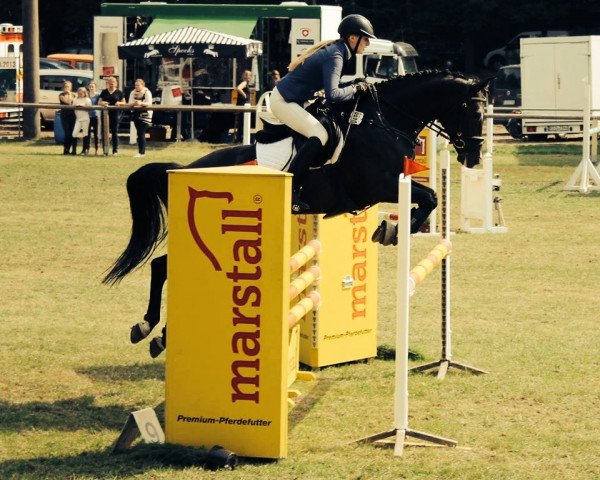 jumper Sandro Girl 2 (Hanoverian, 2008, from Sandro Boy)