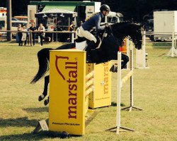 jumper Sandro Girl 2 (Hanoverian, 2008, from Sandro Boy)
