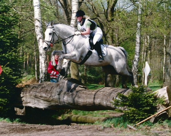 Hest Gasuum (Hanoveraner, 1991, fra Galapagos)