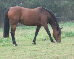 dressage horse Patrice 16 (German Riding Pony, 1996, from Padre Pepone)