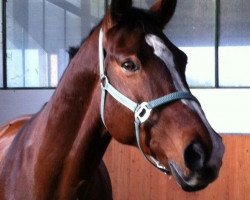 dressage horse Falco (Rhinelander, 1998, from Faschingsprinz)