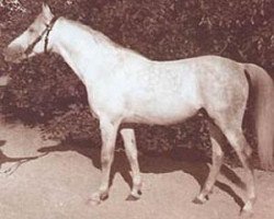 stallion Kuhailan Haifi I ox (Arabian purebred, 1934, from Kuhailan Haifi 1923 DB)