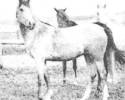 broodmare Mersuch I-3-1 ox (Arabian purebred, 1928, from Mersuch I-3 (Báb) ox)