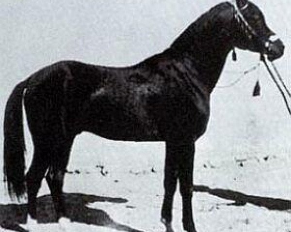 stallion Gabor 1944 ox (Arabian purebred, 1944, from Kuhailan Abu Urkub 1935 ox)