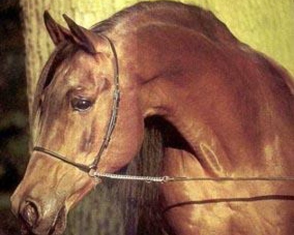 stallion Emin ox (Arabian purebred, 1971, from Celebes 1949 ox)