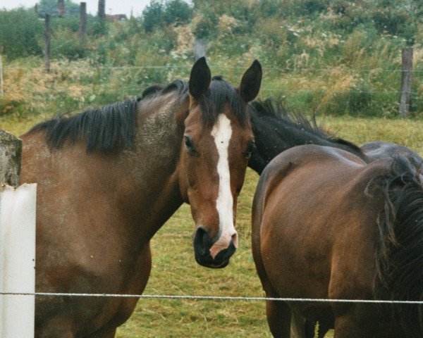 broodmare Pila (Westphalian, 1993, from Potsdam)