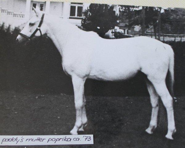Zuchtstute Paprika (Trakehner, 1953, von Totilas) Zuchtstute Paprika (Trakehner, 1953, von Totilas)