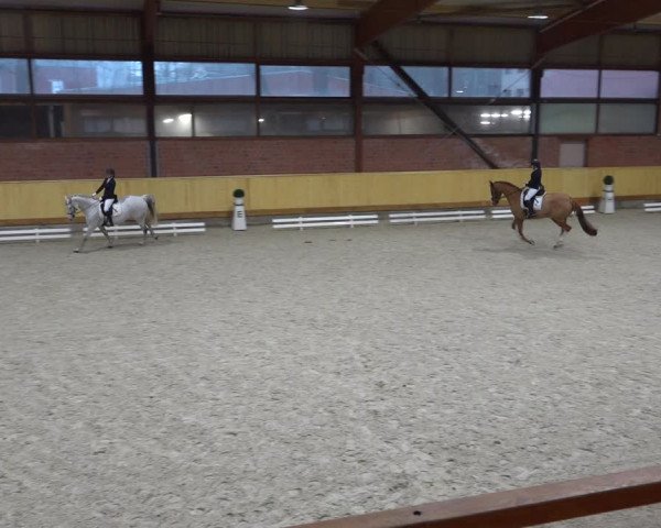 Reitturnier Hamburg-Friedrichshulde/Sylva Kuhrt 2022