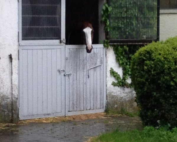 Pferd Ricanto (Oldenburger, 2006, von Ramoneur 6)