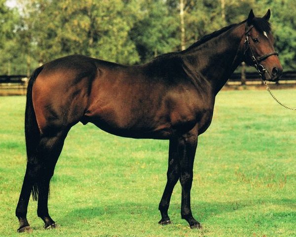 stallion Orfano xx (Thoroughbred, 1983, from Dschingis Khan xx) stallion Orfano xx (Thoroughbred, 1983, from Dschingis Khan xx)