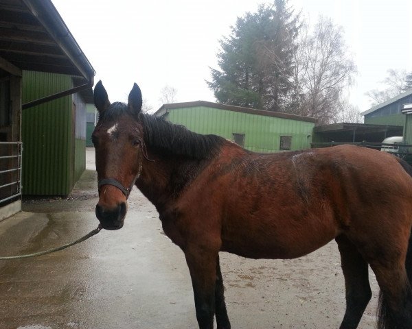 jumper Picara 8 (Hanoverian, 1994, from Paroli)