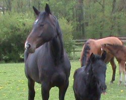 broodmare Coco Chanel 192 (Westphalian, 2007, from Collin L)