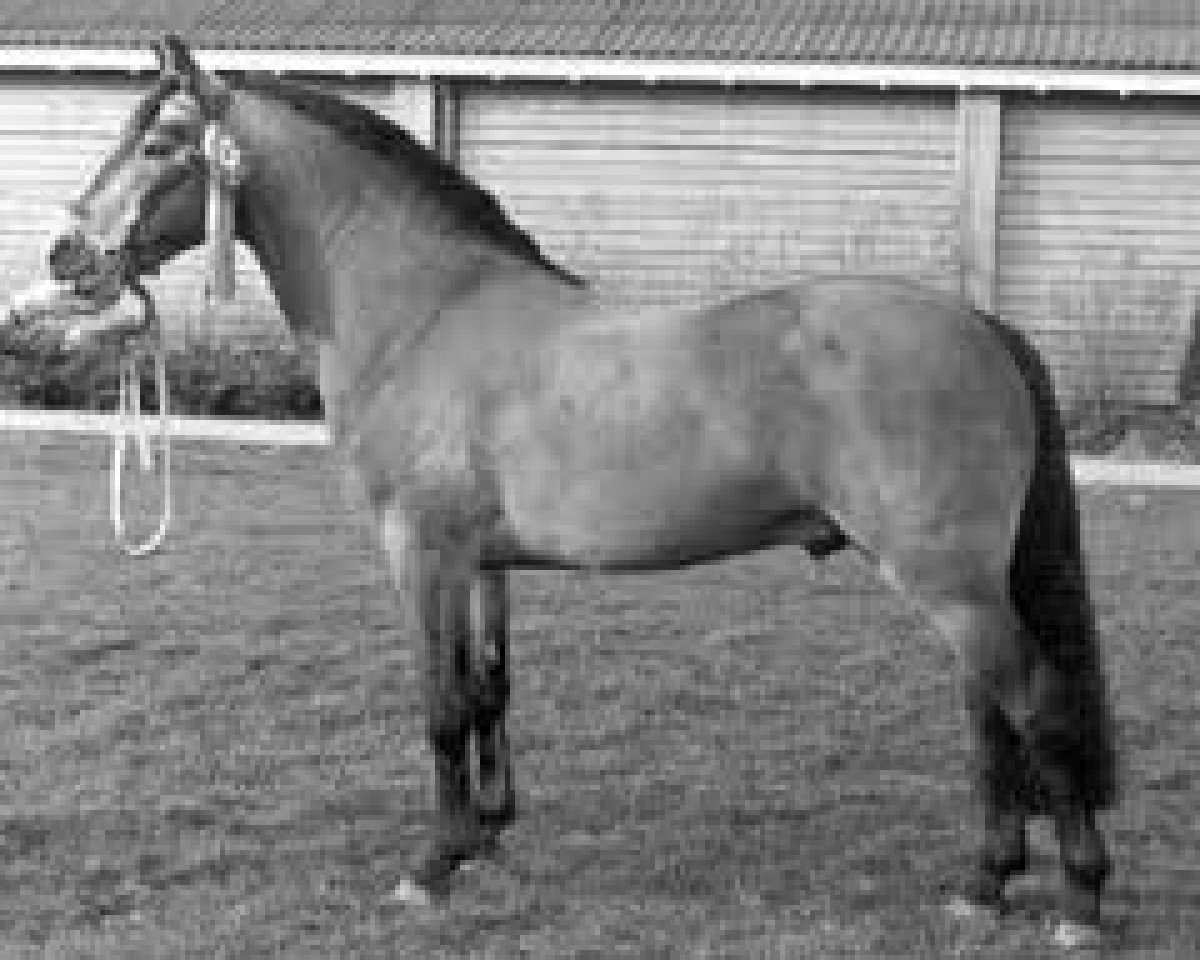 stallion Glenarde (Connemara Pony, 1962, from Mac Dara)