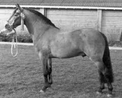 stallion Glenarde (Connemara Pony, 1962, from Mac Dara)