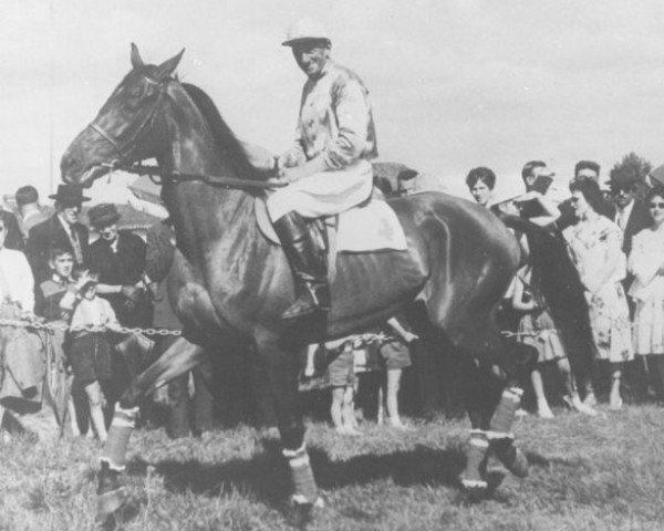 Zuchtstute Keseybiss AA (Anglo-Araber, 1955, von Cor de Chasse xx)