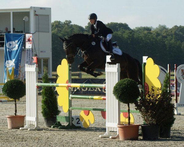 jumper Schierker Feuerstein (German Sport Horse, 2003, from Samba Hit I)