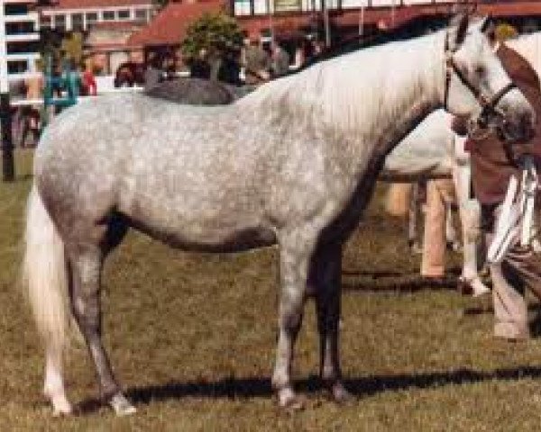 broodmare Abbeyleix Bluebird (Connemara Pony, 1975, from Coosheen Finn) broodmare Abbeyleix Bluebird (Connemara Pony, 1975, from Coosheen Finn)
