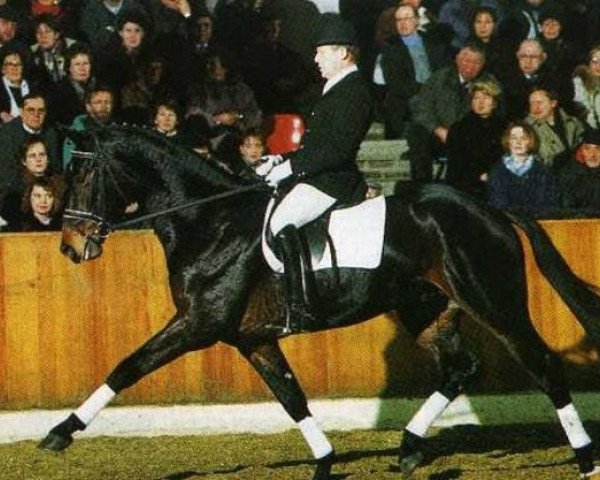 Deckhengst Donnerwerther (Hannoveraner, 1992, von Davignon I)