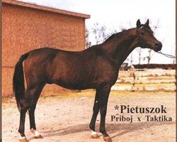 stallion Pietuszok ox (Arabian purebred, 1954, from Priboj 1944 ox)