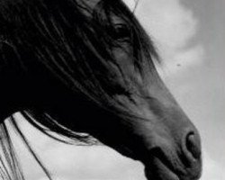 broodmare Algonkina ox (Arabian purebred, 1961, from Pietuszok ox)