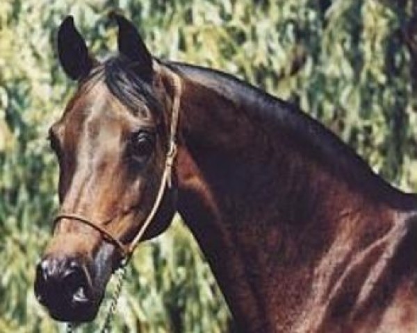 broodmare Algeria ox (Arabian purebred, 1971, from Celebes 1949 ox)